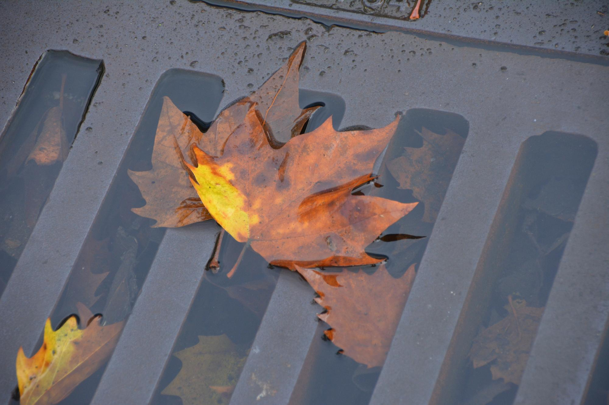Wet leaves blocking a metal drainage grate, causing water pooling on a surface